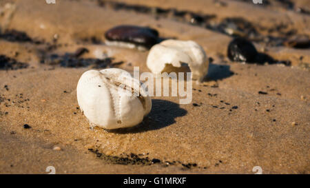Sea urchin tests found on the flood line at the North Sea beach in Egmond aan Zee, the Netherlands Stock Photo