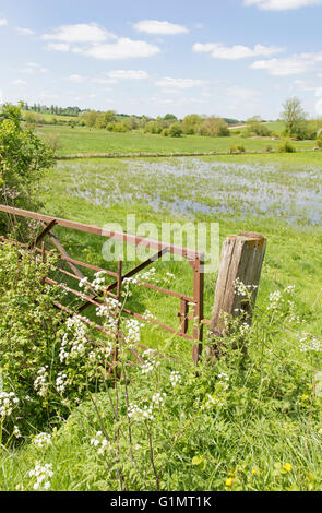 Water meadows in the Windrush valley near the Cotswold town of Burford, Oxfordshire, England, UK Stock Photo