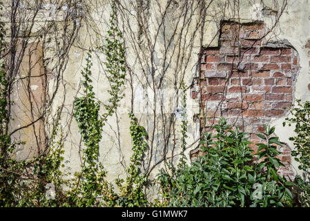 Old, overgrown and crumbling walled garden. Stock Photo