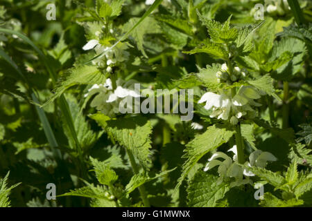 Urtica dioica, common nettle white flower Stock Photo