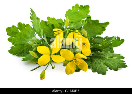 Chelidonium plant with flowers or greater celandine (Chelidonium majus) on white Stock Photo