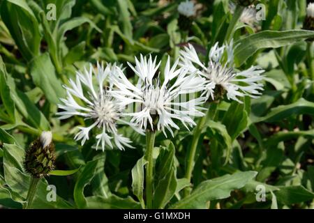 Centaurea montana Alba mountain knapweed Stock Photo