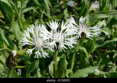 Centaurea montana Alba mountain knapweed Stock Photo