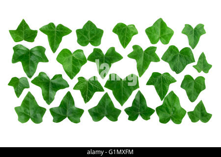 Pattern row of green ivy leaves isolated on white background. Flat lay. Stock Photo