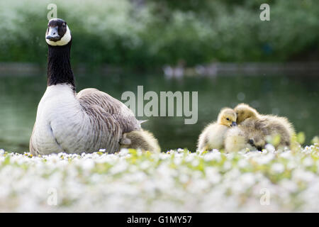 Canada goose (Branta canadensis). Adult and goslings sitting in evening sunshine on grass with daisies, with one seeking warmth Stock Photo