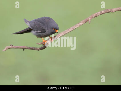 red footed falcon Stock Photo