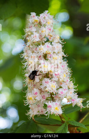 Flowering branches of chestnut tree (Aesculus hippocastanum) in spring time Stock Photo