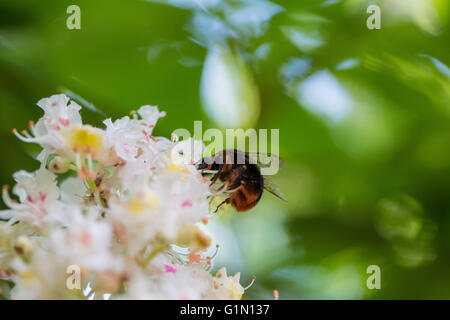 Flowering branches of chestnut tree (Aesculus hippocastanum) in spring time Stock Photo