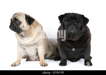 Two purebred pugs portrait isolated on white Stock Photo