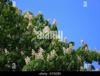 Horse Chestnut tree blossom, Aesculus hippocastanum. Stock Photo