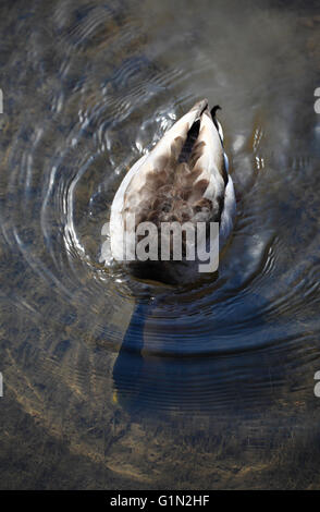 A male duck from above feeding with its head underwater. Stock Photo