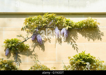 Wisteria on the new building in Magdalen college. Oxford, UK Stock Photo