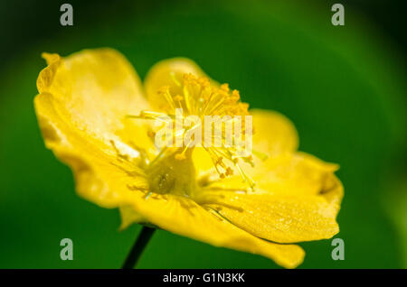 Close up small yellow pollen on flowers of Abutilon indicum or Indian abutilon in Thailand Stock Photo