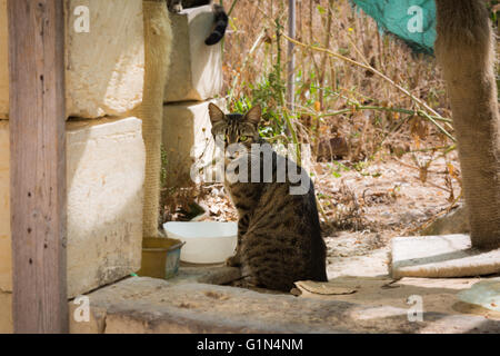 This cat we met in one backyard in Marsaskale on the island Malta. Stock Photo