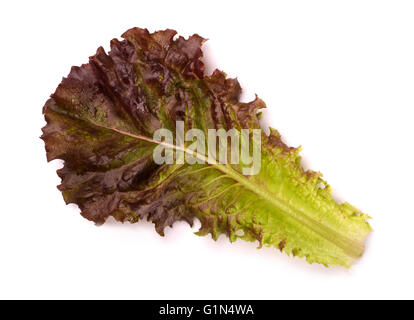 Single lettuce leaf isolared on white Stock Photo