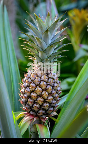 Close up of growing pineapple plant Stock Photo