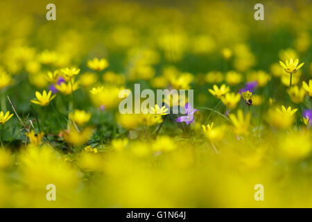 Lesser celandine (Ficaria verna) and Common Dog-Violet (Viola riviniana) Stock Photo