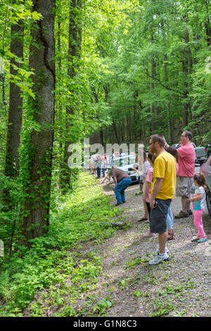 Great Smoky Mountains National Park, Tennessee - Tourists stop along a park road to view a black bear and her cubs. Stock Photo