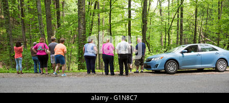 Great Smoky Mountains National Park, Tennessee - Tourists stop along a park road to view a black bear and her cubs. Stock Photo