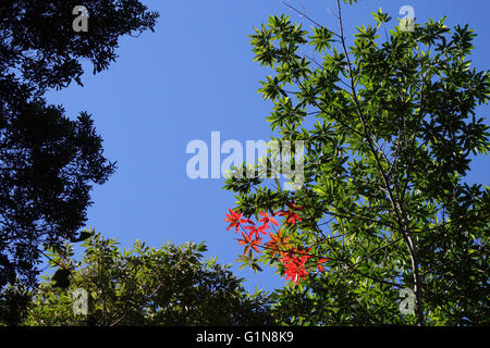 Old leaves of quandong  (Elaeocarpus sp.) in rainforest canopy turn red, Kondalilla National Park, Queensland, Australia Stock Photo