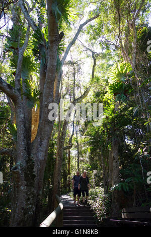 Couple walking amongst rainforest in Kondalilla National Park, Sunshine Coast, Queensland, Australia. No MR Stock Photo