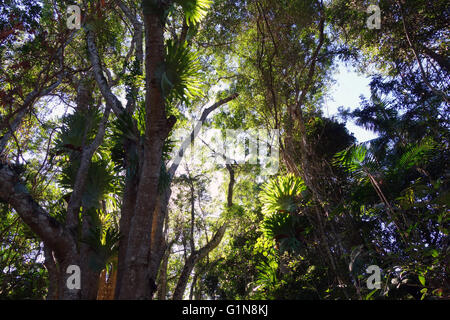 Staghorn ferns and other epiphytes growing on trees in rainforest canopy, Kondalilla National Park, Sunshine Coast, Queensland, Stock Photo