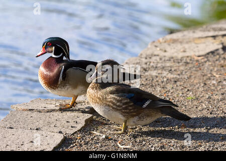 Wood Duck Male and Female pair by the lake at Crystal Springs Rhododendron Garden Stock Photo