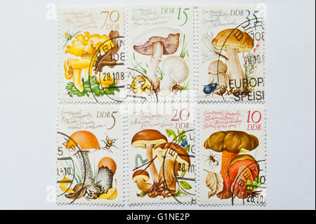 UZHGOROD, UKRAINE - CIRCA MAY, 2016: Collection of postage stamps printed in Deutsche Demokratische Republik (DDR), shows mushro Stock Photo