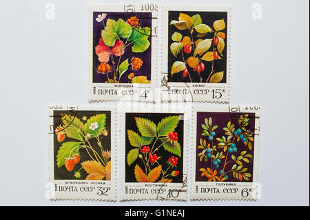 UZHGOROD, UKRAINE - CIRCA MAY, 2016: Collection of postage stamps printed in USSR, shows forest berries series, circa 1982 Stock Photo