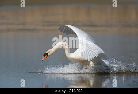 Mute swan (Cygnus olor). Adult male or cob coming in to land Stock Photo