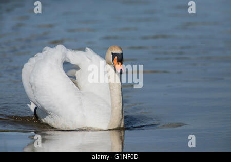 Mute swan (Cygnus olor). Adult male or cob swimming Stock Photo