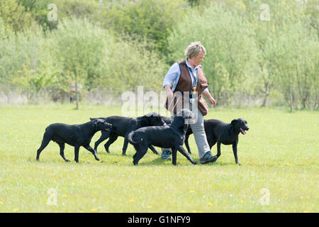 A woman walking and showing five black labrador gundogs at a display Stock Photo
