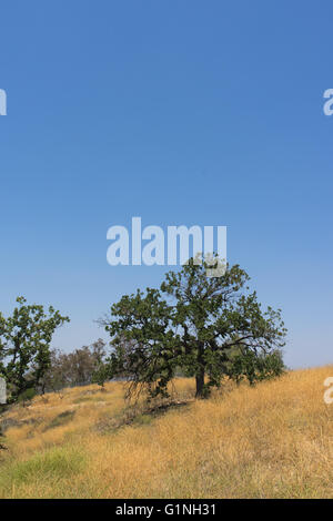 Small green oak tree grows on a ridge in California near Santa Clarita. Stock Photo