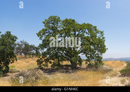 Large green oak tree stands atop a hillside in rural southern California. Stock Photo