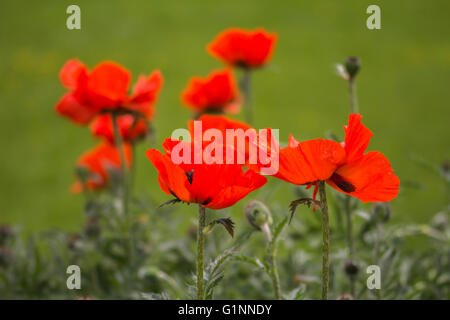 Flowers, Red poppies (Papaveraceae) on green meadow background Stock Photo