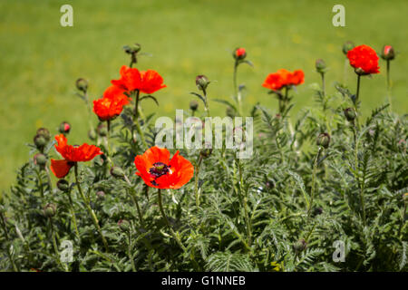 Flowers, Red poppies (Papaveraceae) on green meadow background Stock Photo