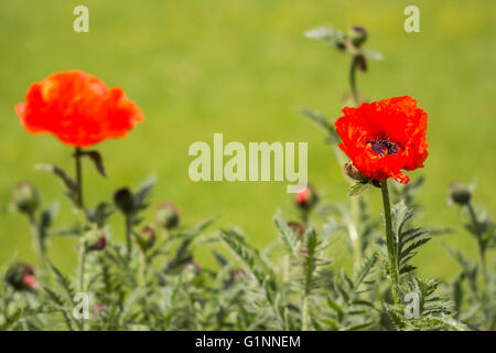 Flowers, Red poppies (Papaveraceae) on green meadow background Stock Photo