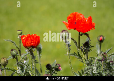 Flowers, Red poppies (Papaveraceae) on green meadow background Stock Photo