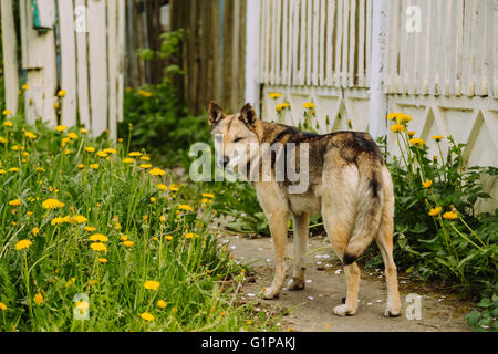 Stray dog winks outdoor in summer Stock Photo