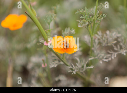Honeybee, Hylaeus, gathers pollen on a flower in Southern California, United States. Stock Photo