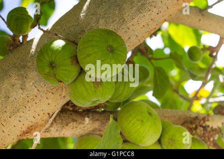 Ficus colored ripe fruits on the trunk of tree Stock Photo