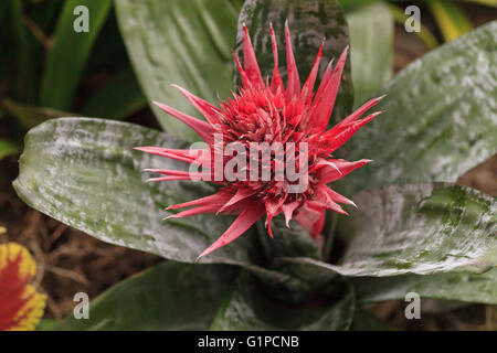 Pink bromeliad flower Aechmea fasciata is a beautiful but poisonous plant found in Brazil Stock Photo