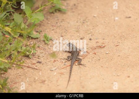 Brown common fence lizard, Sceloporus occidentalis, perches on the edge of a burrow in the sand at a marsh in California. Stock Photo