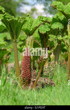 The giant leaves of Gunnera Tinctoria unfurl in late spring accompanied by red-brown flower stems Stock Photo