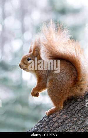 young little squirrel siting on tree trunk on blurred background Stock Photo
