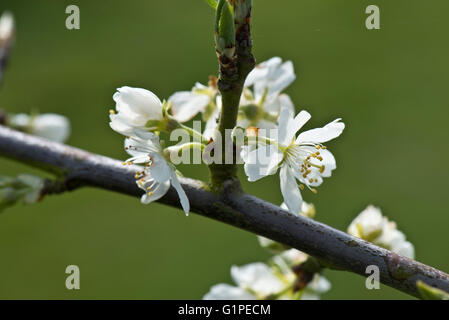 Flowering blossom of a Victoria plum tree, Prunus domestica, in early spring, Berkshire, April Stock Photo