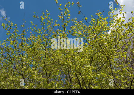 Young acid green, delicate and pendulous leaves of a beech tree against the sky, Berkshire, April Stock Photo