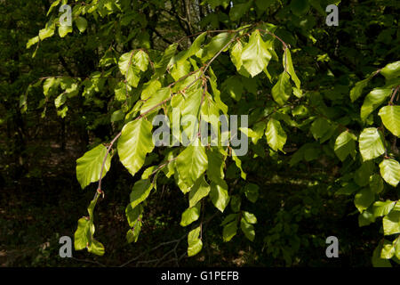 Young acid green, delicate and pendulous leaves of a beech tree in spring, Berkshire, April Stock Photo