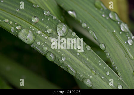 Rain water drops on young day lily, Hemerocallis, leaves in spring Stock Photo