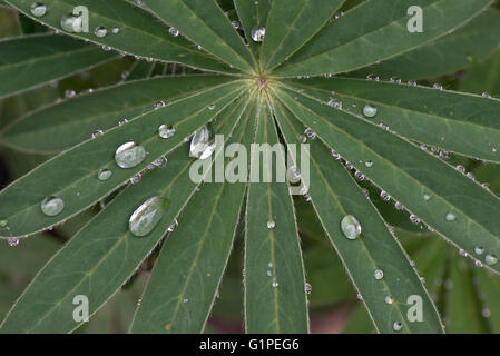 Rain water drops on young lupin leaf discreet globular and adhering to leaf hairs in spring Stock Photo